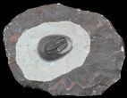 Harpid Trilobite From Jorf - Rare At Location #56492-1